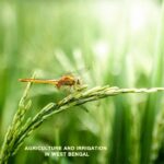 Agriculture And Irrigation in West Bengal_02