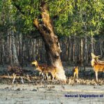 Natural Vegetation of West Bengal_1