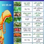 Kola Bou_ নবপত্রিকা (কলা বউ বা কলা বৌ) কে কেনো একে পূজা করা হয়_1